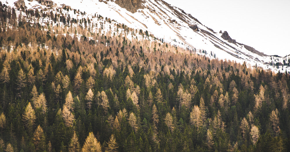 Snow-covered mountain and a forest of pine trees
