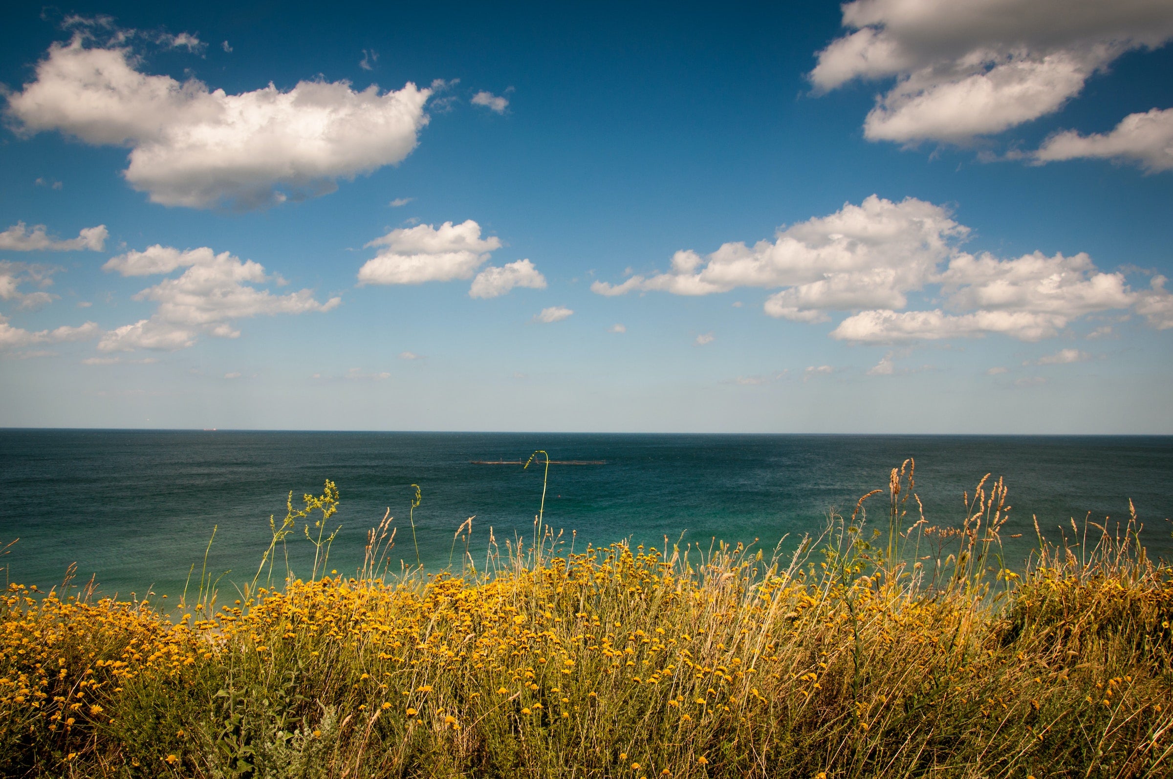 Wildflowers growing by the seaside