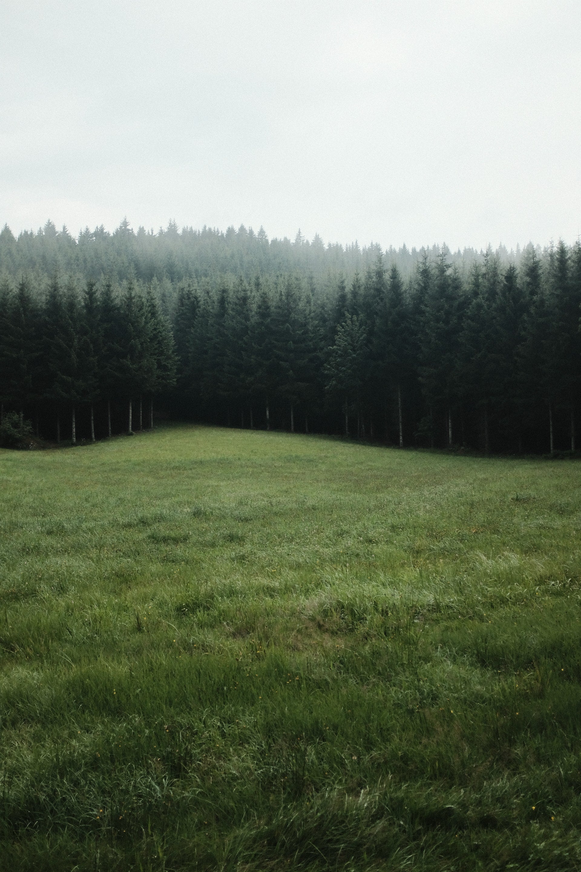 Open green field leading to a forest of pine trees