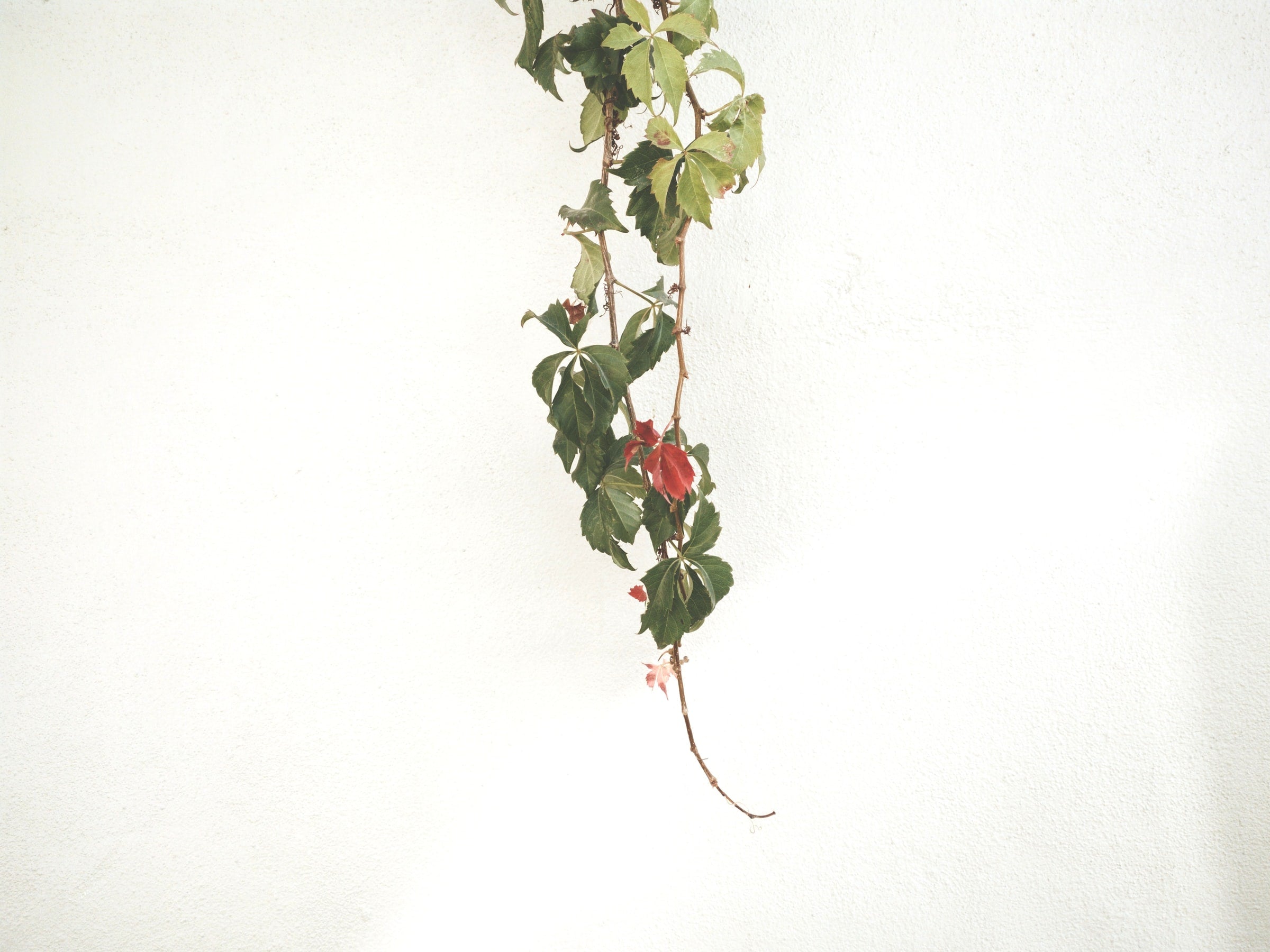 Green vine