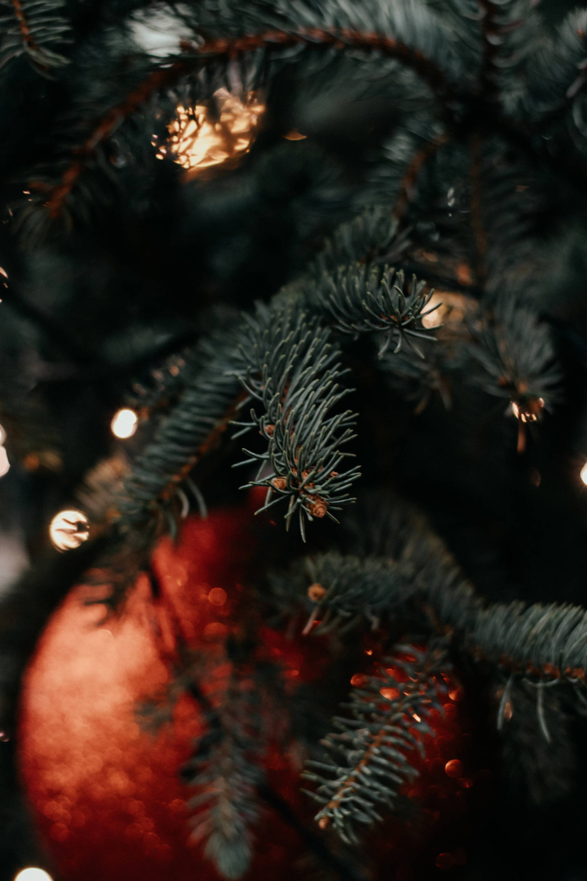 Joyful and Triumphant | Advent Week Three