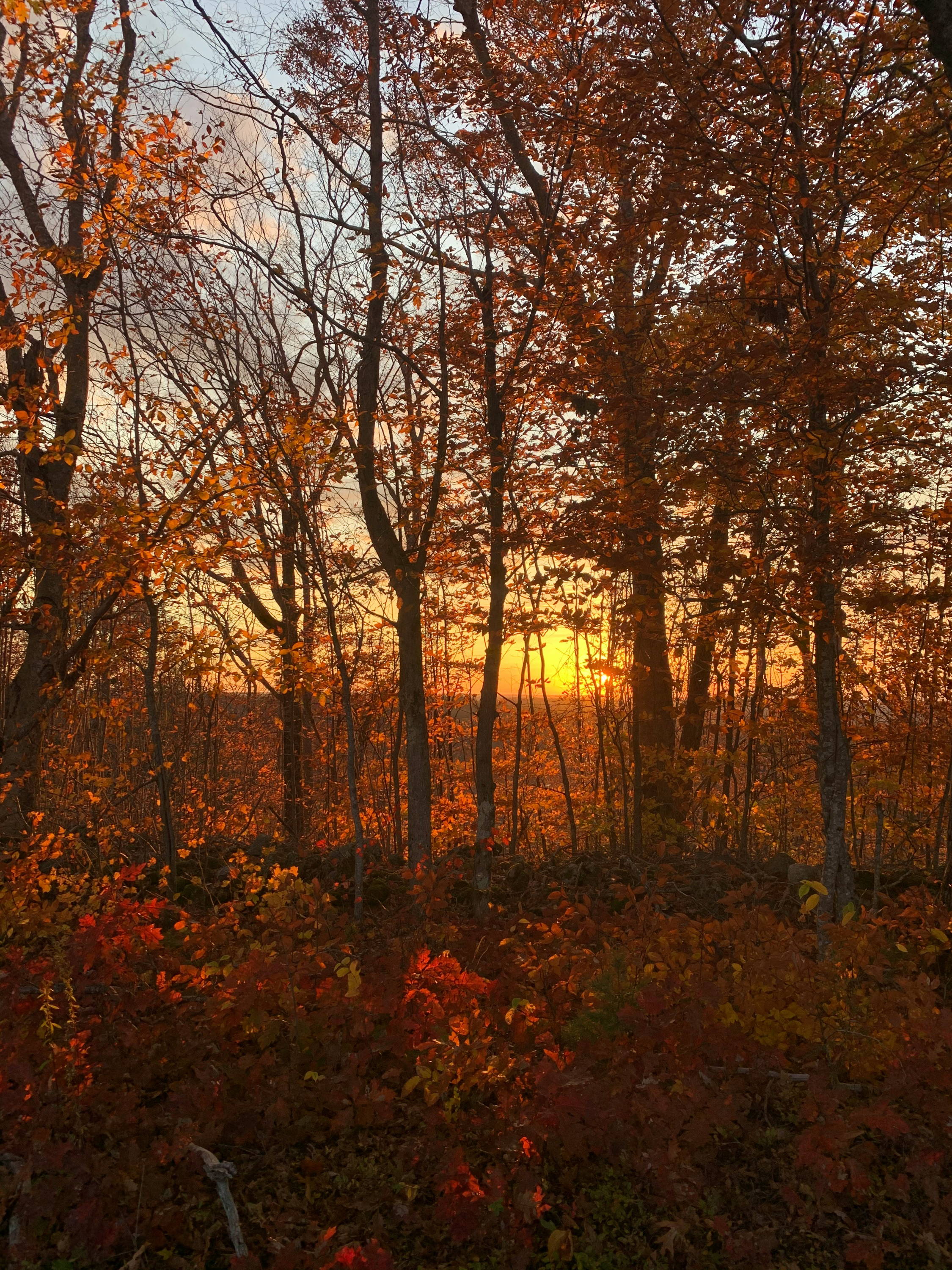 Sunset visible through a forest of autumn colored trees