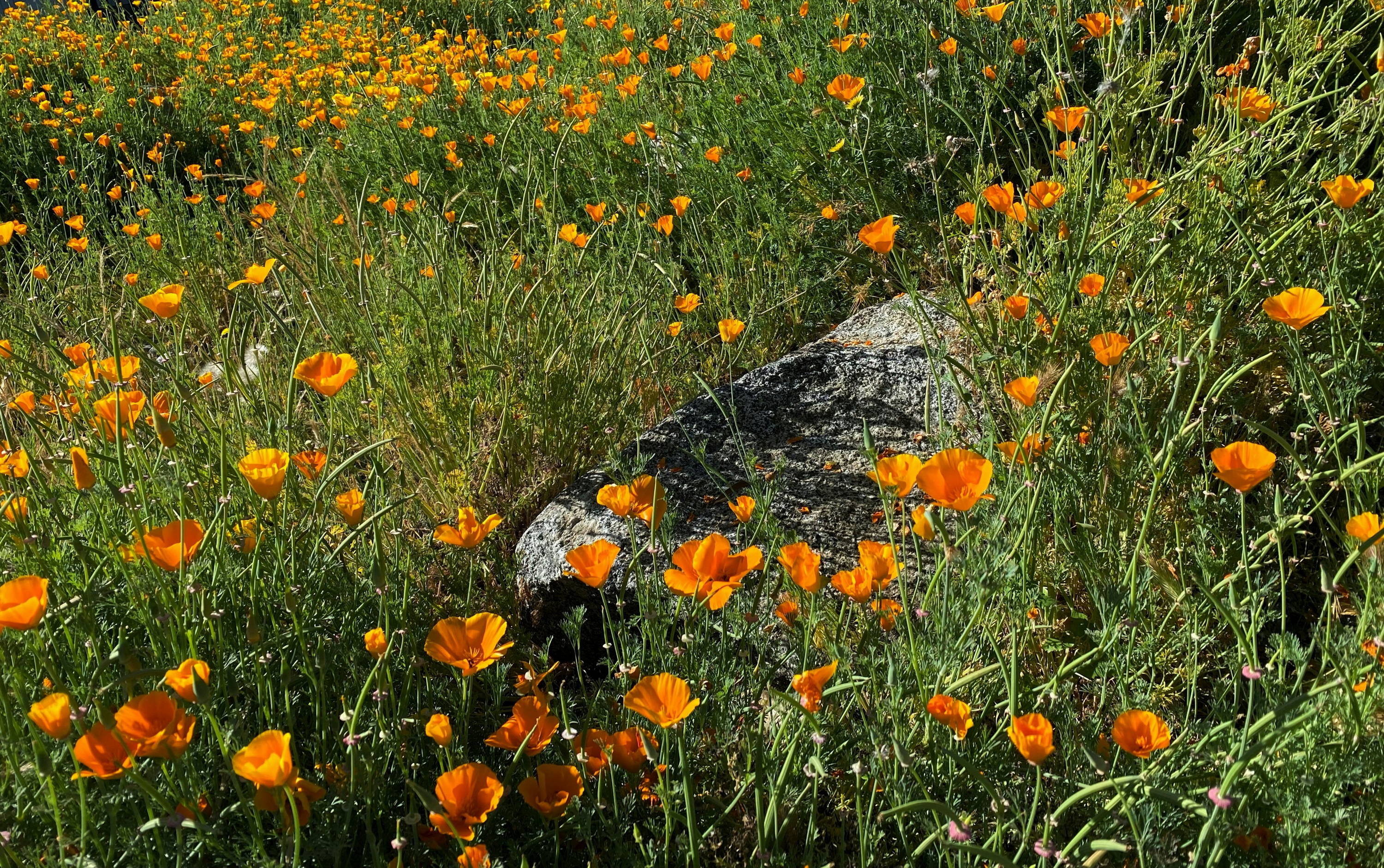 Embracing Easter's Everlasting Promise