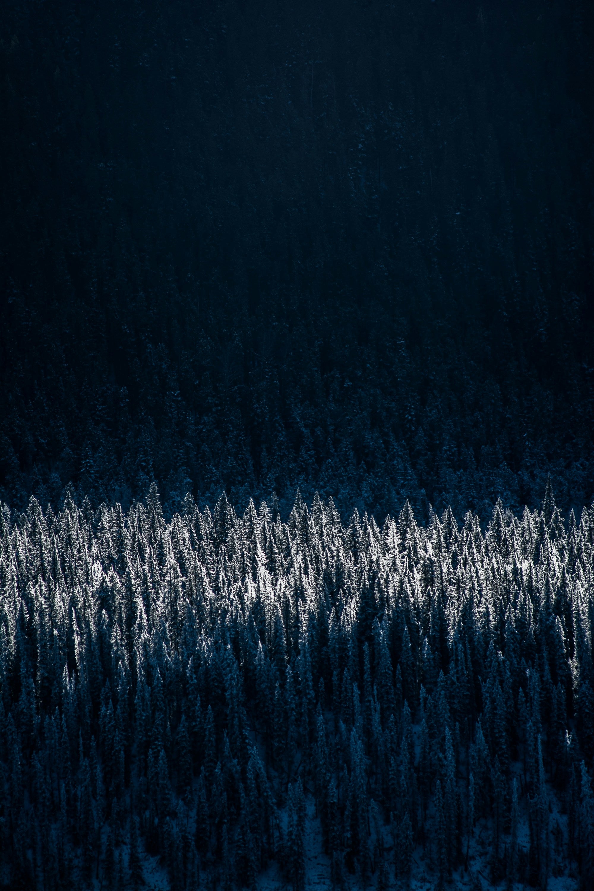 High contrast photo of snowy pine trees