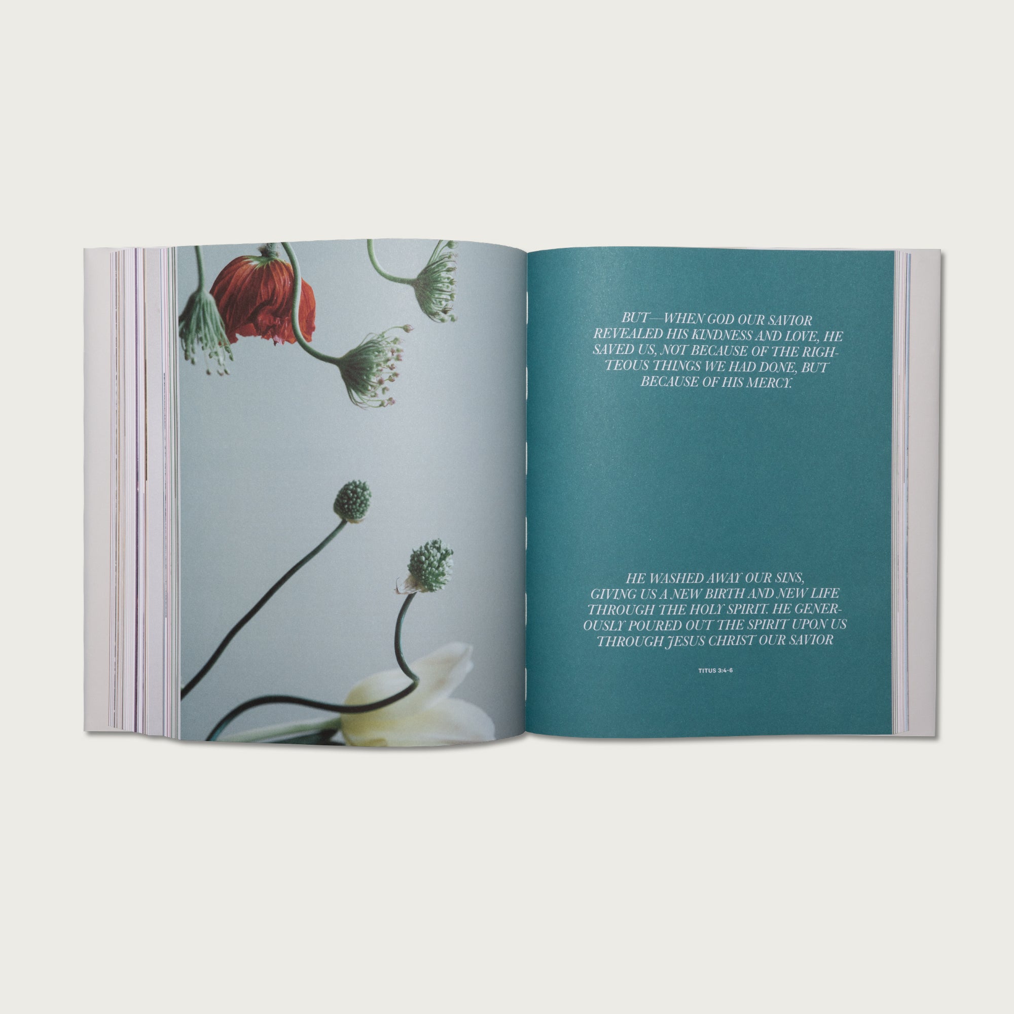 New Testament Collection