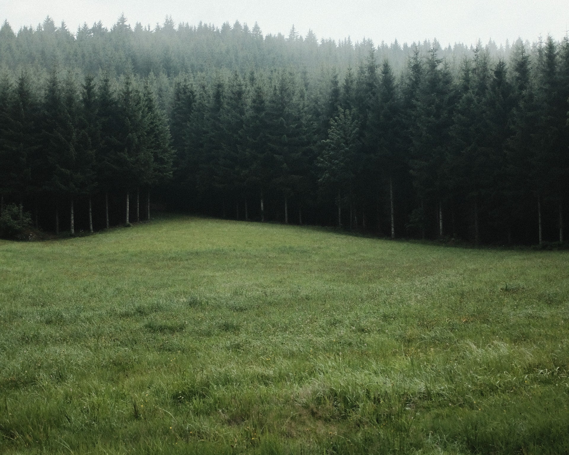 Open green field leading to a forest of pine trees