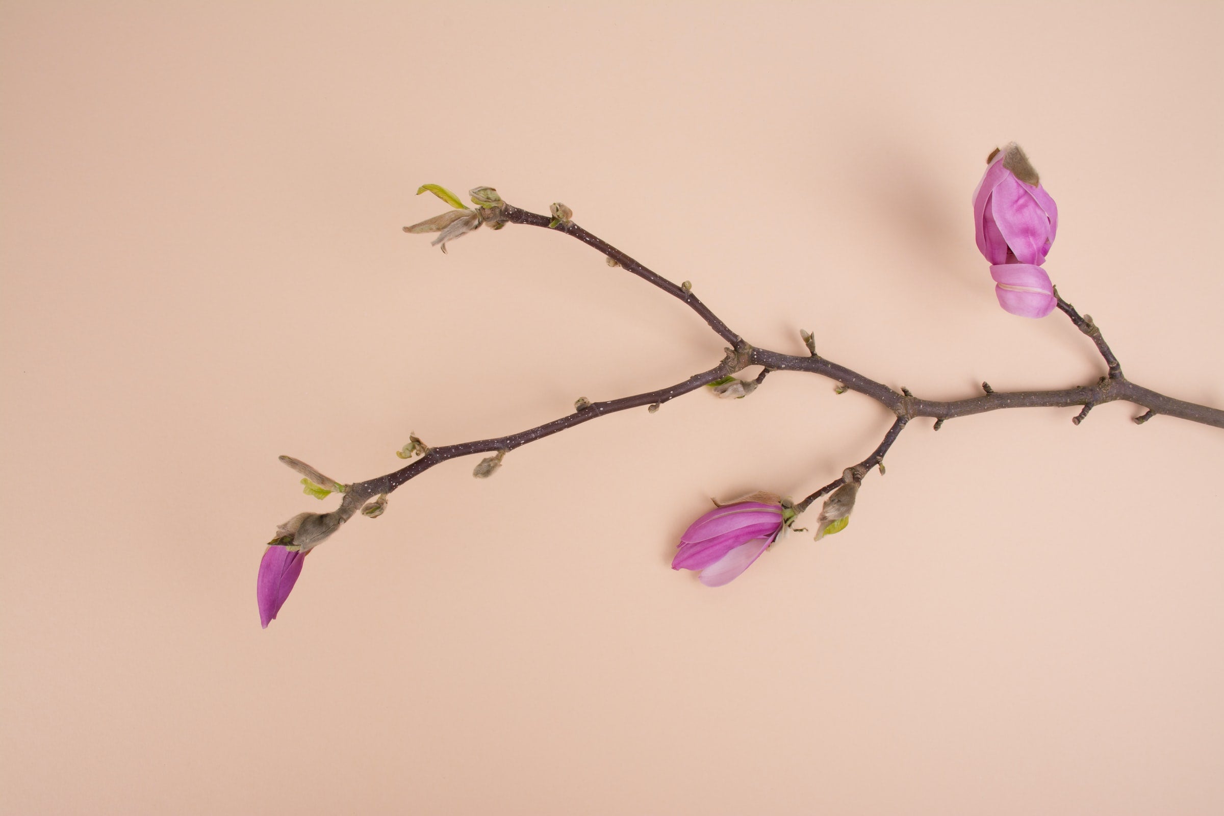 branch with pink flowers