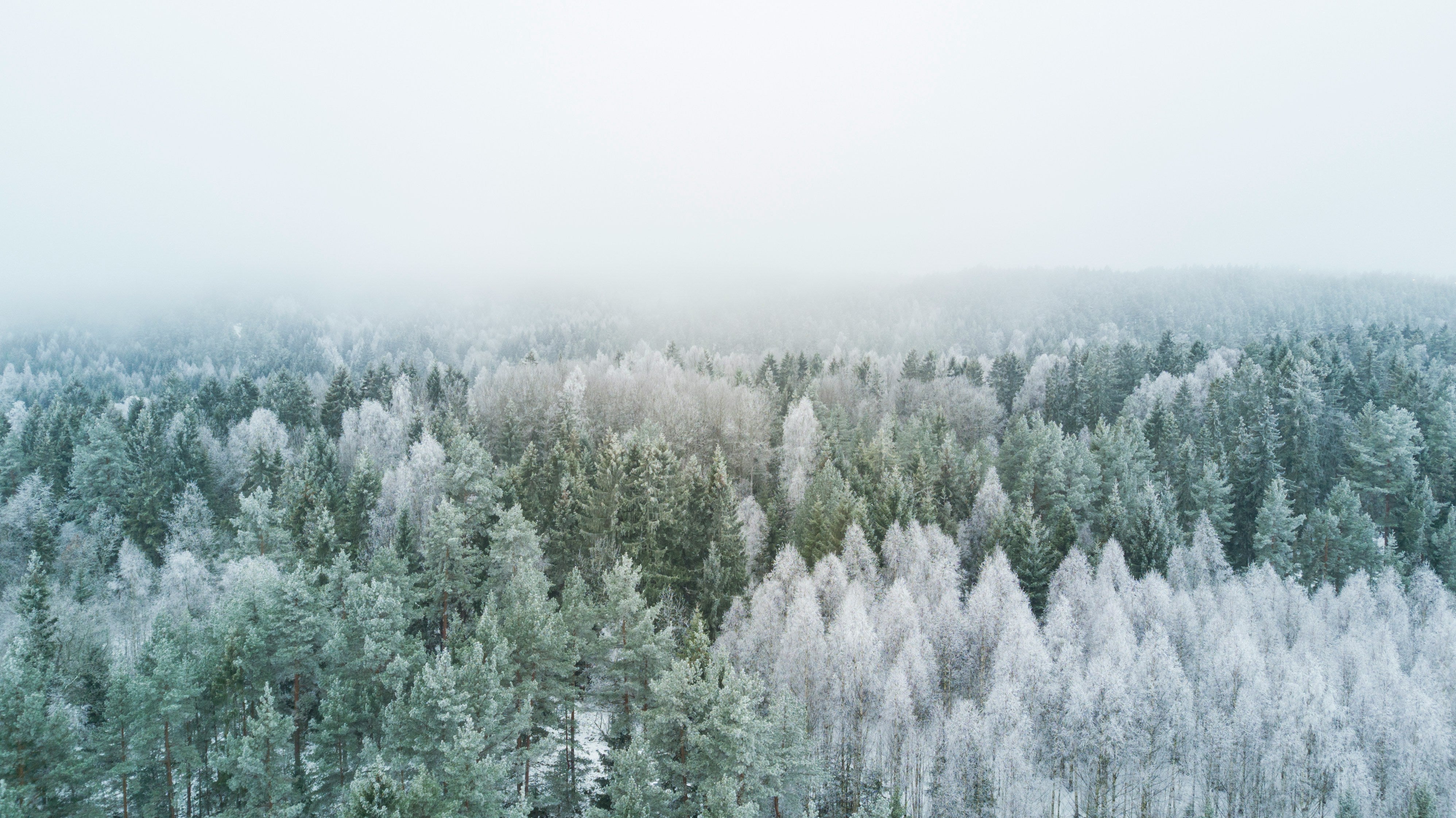 Snowy blue green forest underneath gray sky
